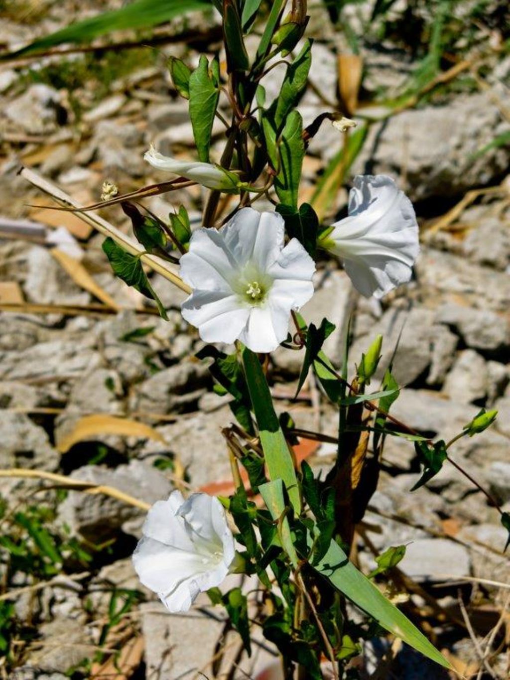 Calystegia sepium (Convolvulaceae)